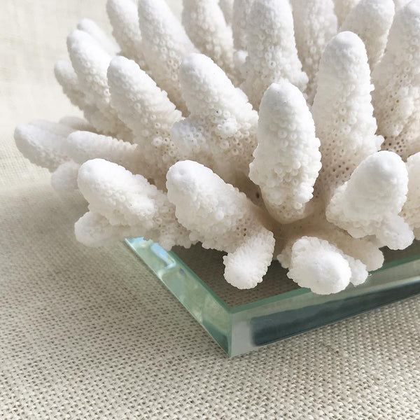 Clear Glass Base for Coral Display